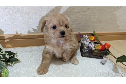 成約済の広島県のチワプー:チワワ×トイプードル-246607の39枚目