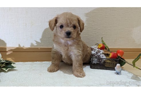 成約済の広島県のチワプー:チワワ×トイプードル-246607の37枚目