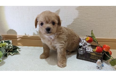 成約済の広島県のチワプー:チワワ×トイプードル-246607の36枚目