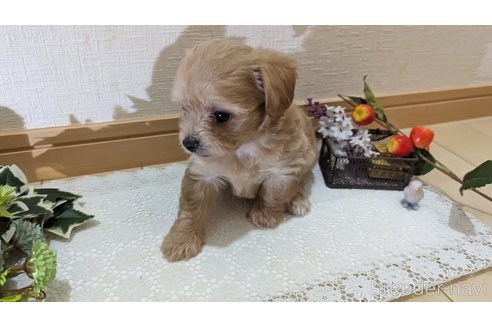 成約済の広島県のチワプー:チワワ×トイプードル-246607の35枚目