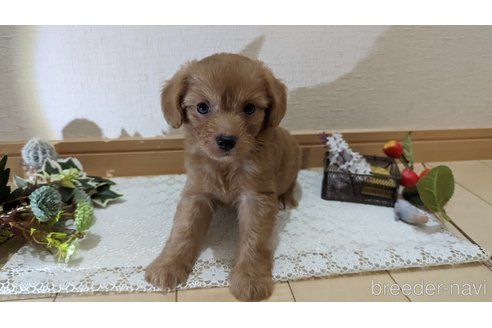 成約済の広島県のチワプー:チワワ×トイプードル-246600の45枚目