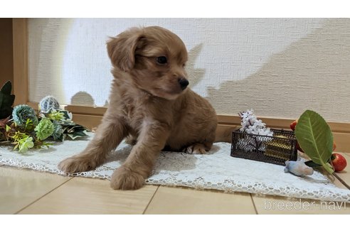 成約済の広島県のチワプー:チワワ×トイプードル-246600の42枚目