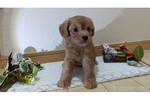 成約済の広島県のチワプー:チワワ×トイプードル-246600の41枚目