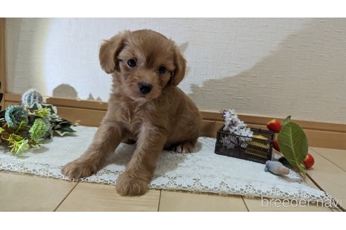 成約済の広島県のチワプー:チワワ×トイプードル-246600の37枚目