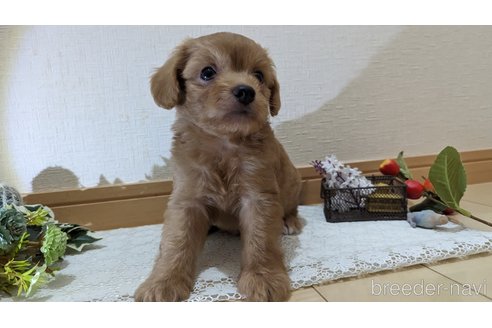 成約済の広島県のチワプー:チワワ×トイプードル-246600の35枚目