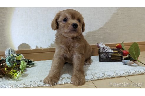 成約済の広島県のチワプー:チワワ×トイプードル-246600の34枚目