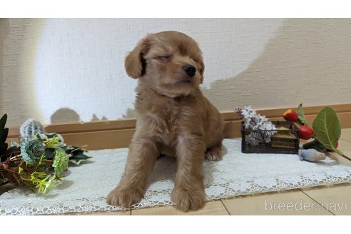 成約済の広島県のチワプー:チワワ×トイプードル-246600の33枚目