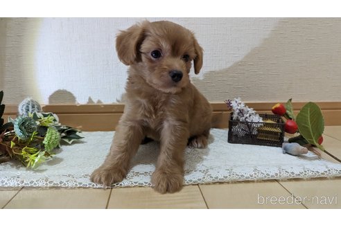 成約済の広島県のチワプー:チワワ×トイプードル-246600の32枚目