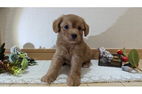 成約済の広島県のチワプー:チワワ×トイプードル-246600の31枚目