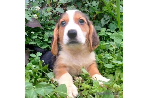成約済の神奈川県のミックス犬-242024の1枚目