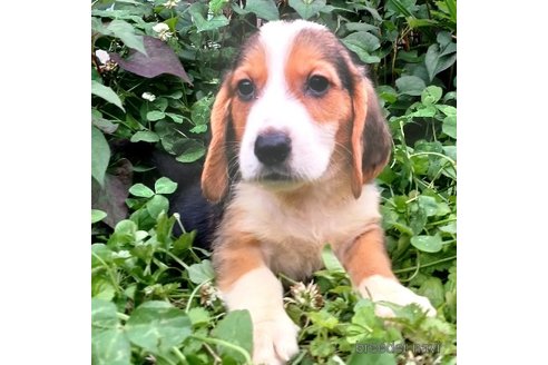 成約済の神奈川県のミックス犬-242024の3枚目