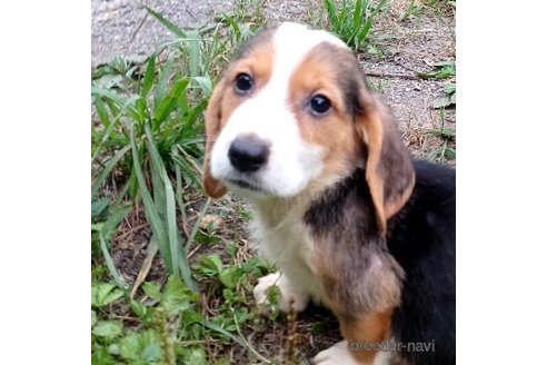 成約済の神奈川県のミックス犬-242024の2枚目