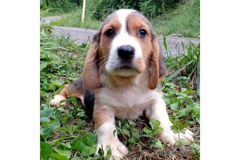 成約済の神奈川県のミックス犬-242025の1枚目