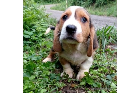 成約済の神奈川県のミックス犬-242025の4枚目