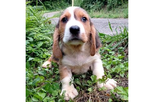 成約済の神奈川県のミックス犬-242025の2枚目