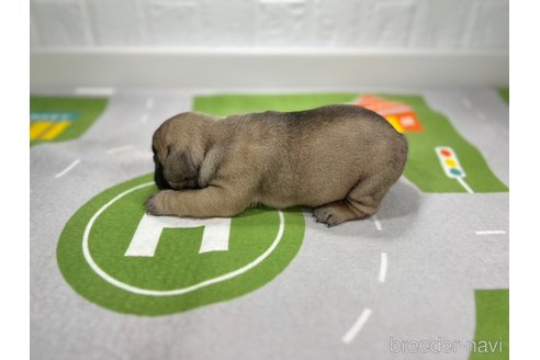成約済の愛知県のフレンチブルドッグ-252330の3枚目