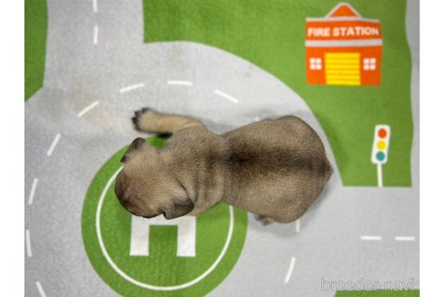 成約済の愛知県のフレンチブルドッグ-252330の4枚目