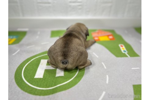 成約済の愛知県のフレンチブルドッグ-252330の2枚目