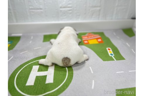 成約済の愛知県のフレンチブルドッグ-252334の3枚目
