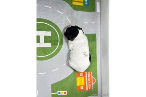 成約済の愛知県のフレンチブルドッグ-252335の2枚目