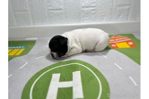 成約済の愛知県のフレンチブルドッグ-252335の3枚目
