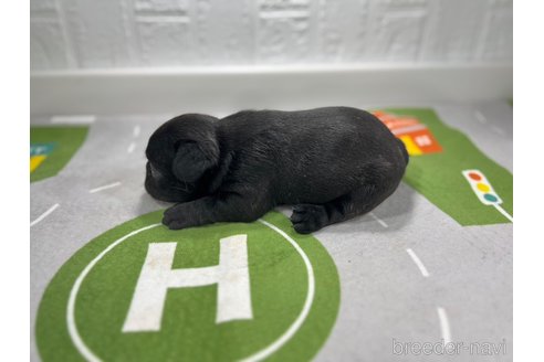 成約済の愛知県のフレンチブルドッグ-252336の4枚目
