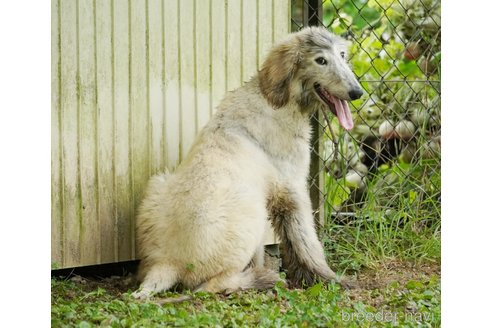 成約済の愛知県のアフガンハウンド-252337の8枚目