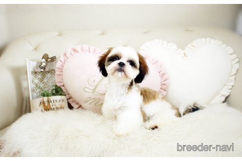 成約済の佐賀県のシーズー-234279の1枚目