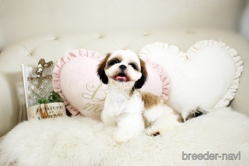 成約済の佐賀県のシーズー-234279の5枚目