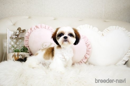 成約済の佐賀県のシーズー-234279の4枚目