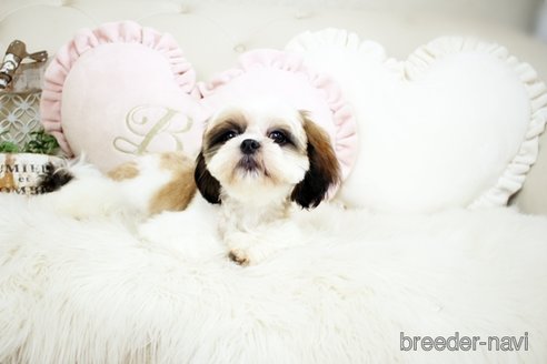 成約済の佐賀県のシーズー-234279の3枚目