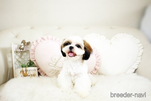 成約済の佐賀県のシーズー-234279の2枚目