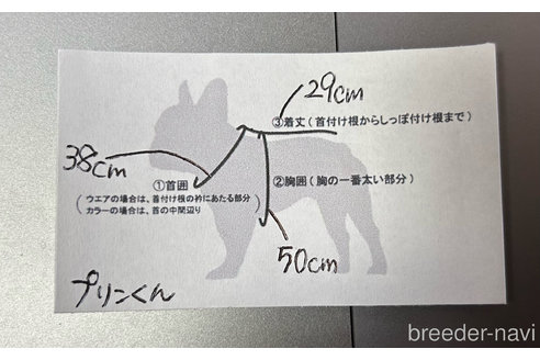 成約済の京都府のフレンチブルドッグ-241725の3枚目