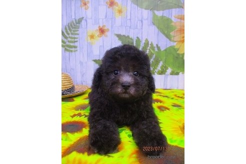 成約済の鳥取県のタイニープードル-246386