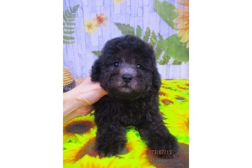 成約済の鳥取県のタイニープードル-246386の2枚目