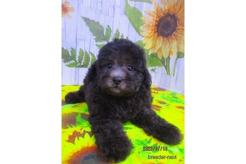 成約済の鳥取県のタイニープードル-246386の3枚目