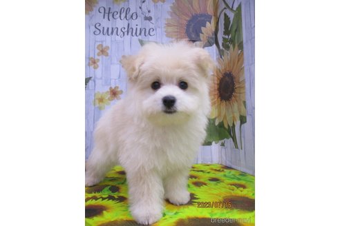 成約済の鳥取県のポメプー:ポメラニアン×トイプードル-246578の1枚目