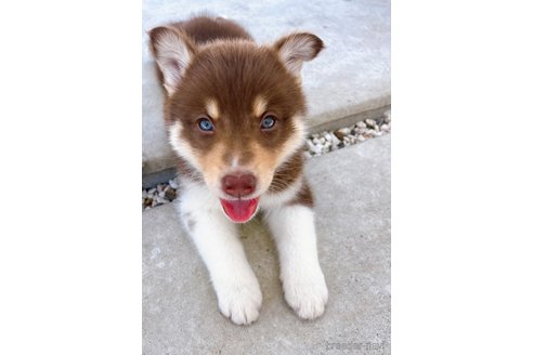 成約済の山梨県のミックス犬-246936