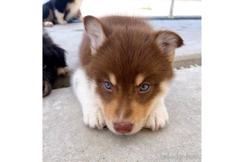 成約済の山梨県のミックス犬-246936の2枚目