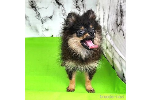 成約済の茨城県のポメラニアン-239059の41枚目
