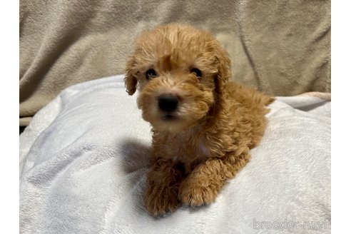 成約済の滋賀県のミックス犬-248250の1枚目