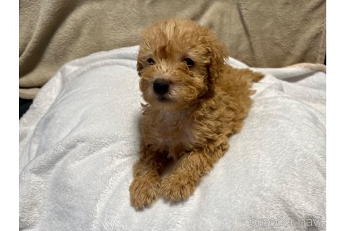 成約済の滋賀県のミックス犬-248250の3枚目