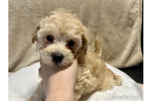 成約済の滋賀県のミックス犬-248249の2枚目