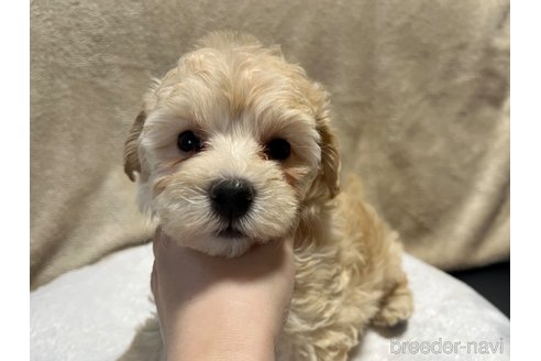 成約済の滋賀県のミックス犬-248249