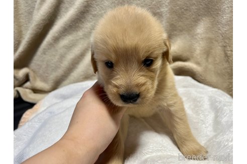 成約済の滋賀県のゴールデンレトリーバー-252454の4枚目