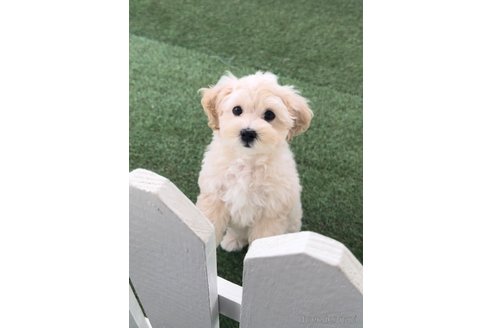 成約済の福岡県のマルプー:マルチーズ×トイプードル-246316の5枚目
