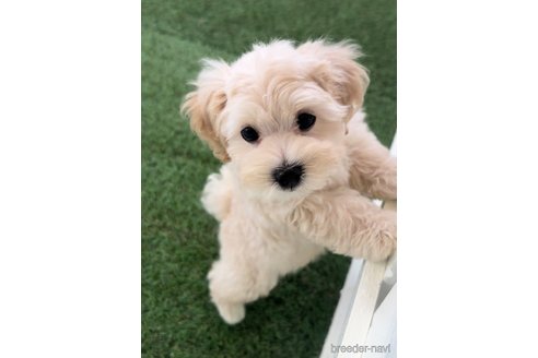 成約済の福岡県のマルプー:マルチーズ×トイプードル-246316の1枚目