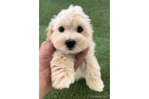 成約済の福岡県のマルプー:マルチーズ×トイプードル-246316の2枚目