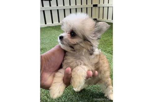 成約済の福岡県のチワマル:チワワ×マルチーズ-249061の3枚目