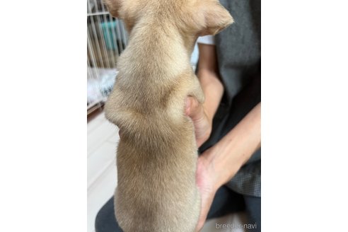 成約済の千葉県のチワワ(スムースコート)-242130の20枚目